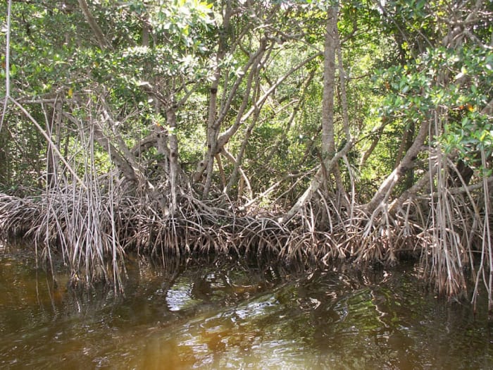Skunk Ape sightings in Florida have led some researchers to conclude Bigfoot is loose in the swamps.