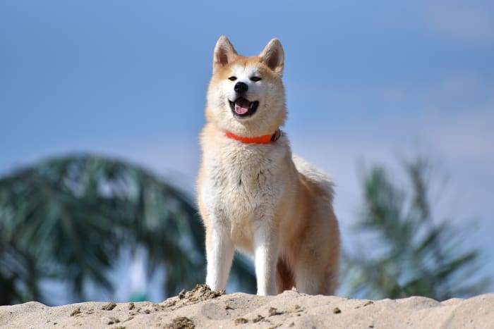 The Akita is the smallest of the giant breeds of dogs, typically standing 24-28 inches tall.