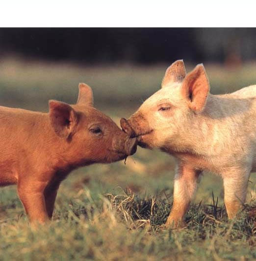 These happy piglets are nothing like caged livestock who have no valid muscle tissue since they cannot move freely in a natural environment.