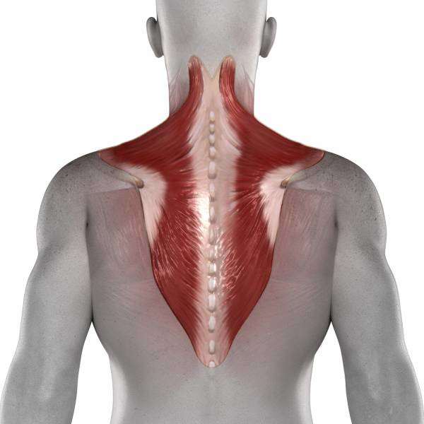 Your trapezius covers a large portion or your back. By developing your traps, you increase the musculature of your back greatly.