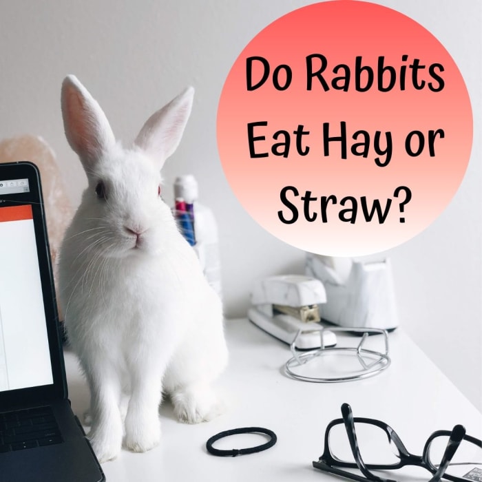 Learn all about the differences between hay and straw, and why you should only feed your rabbit hay.