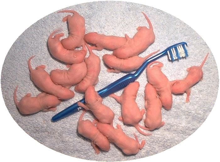 Baby rodents are tiny and helpless but still stand a chance at survival if cared for properly.