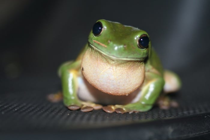 The green tree frog's features have been described as cartoon-like. Wouldn't you want to take care of this one?