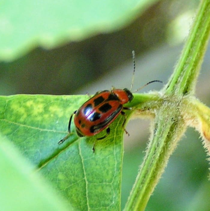 How to Get Rid of Bean Leaf Beetles - Dengarden - Home and Garden