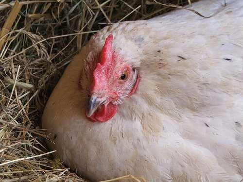 How do you know if your chickens are too fat or too skinny?