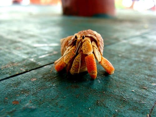 Guide to the Types of Hermit Crabs: Land Hermit Crab Species - PetHelpful