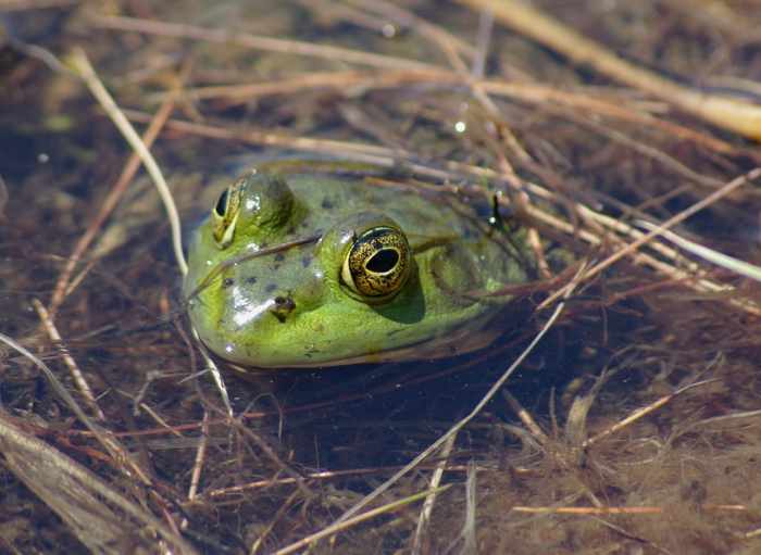 How to Kill or Get Rid of Frogs and Toads Dengarden Home and Garden