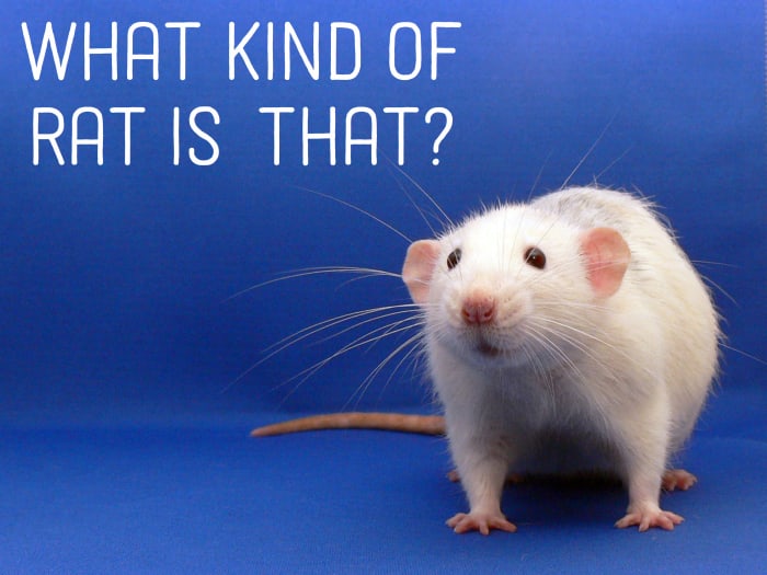How much do you really know about your pet rat? Learn more about rat body types, coat types, coat colors, and patterns.