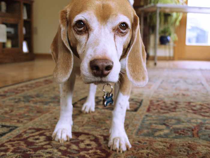 When your dog eats food that doesn't agree with him, there are home remedies to help him feel better.