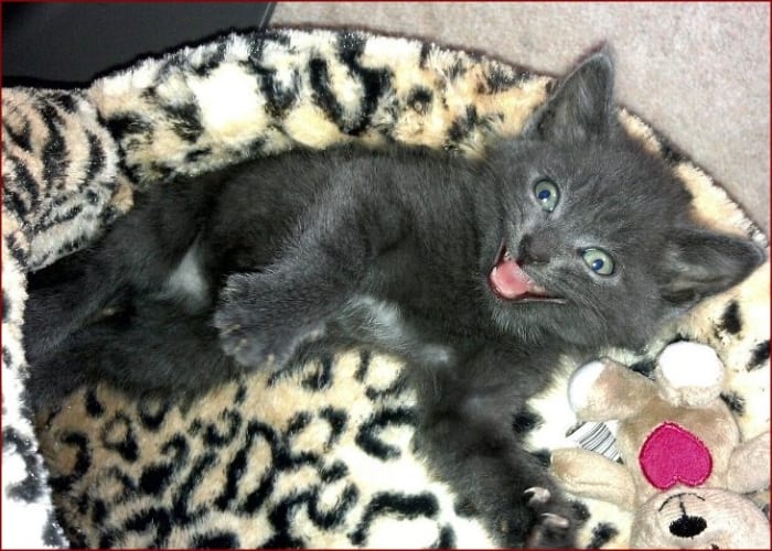 A cozy cat is a happy cat. Find out about the benefits of a heated cat bed for your cat!