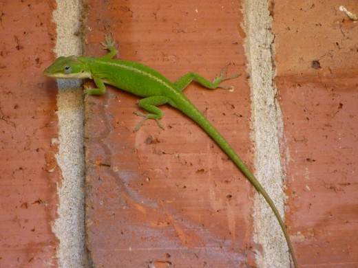 In case you are interested, this photo is the original one at the top of the page before photo manipulation altered it.