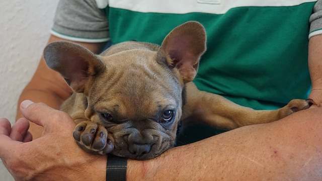 Puppies can scratch arms easily, but don't let this habit put roots.