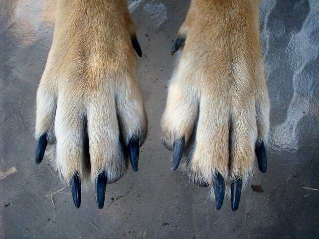 Long and sharp nails can cause deeper scratches.
