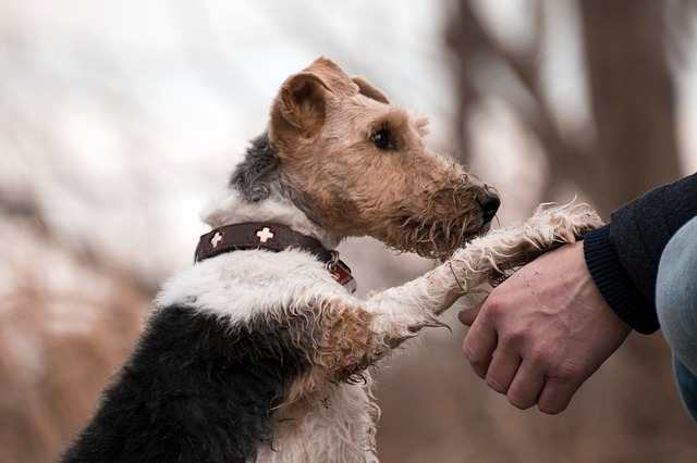 A dog pawing and scratching people can turn into a bad habit