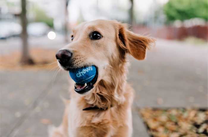 The object of training should not be more valuable than the incentive.