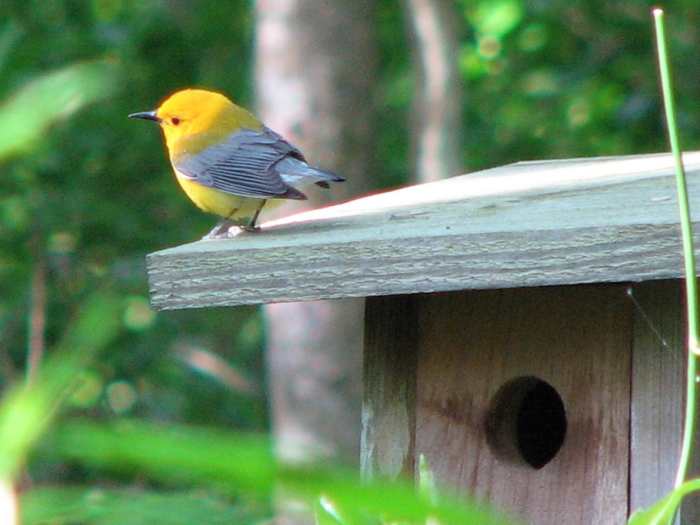 These gorgeous little birds of the wet woods are on the decline due to habitat destruction. This male is dancing to attract a mate.