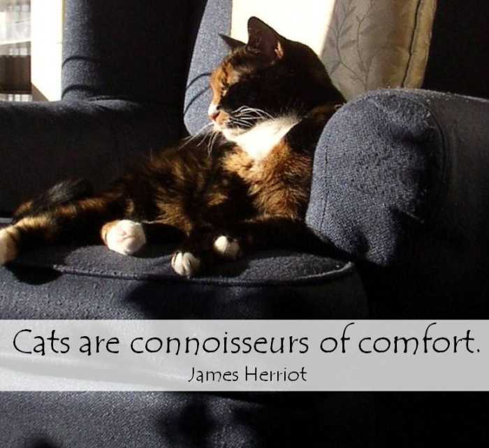 Always in our thoughts: We'll never be able to fill the precious place our beloved cat held in our hearts and home. But in time, we were able to find love again with another cat who needed a "forever family."