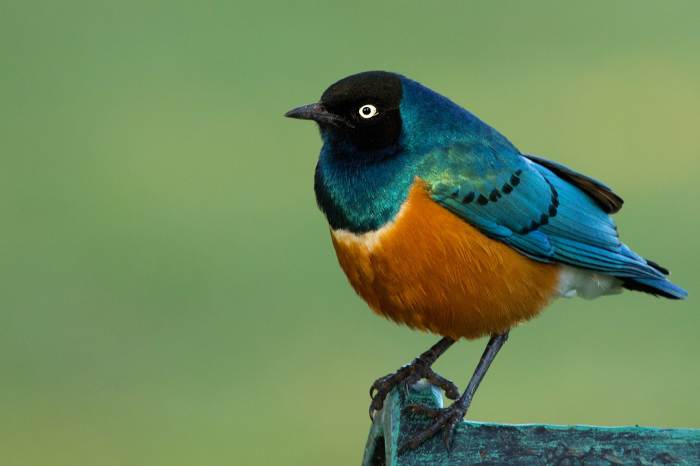The Superb Starling: By Sumeet Moghe - Own work, CC BY-SA 3.0, https://commons.wikimedia.org/w/index.php?curid=22566824