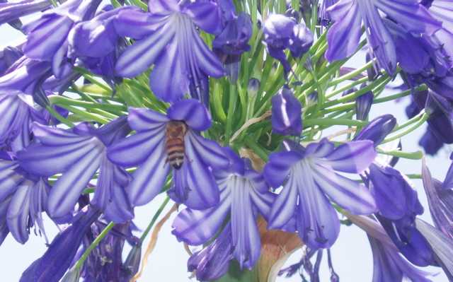 Beautiful nature, busy as bees. She reminds us that life goes on, even when our hearts are breaking.