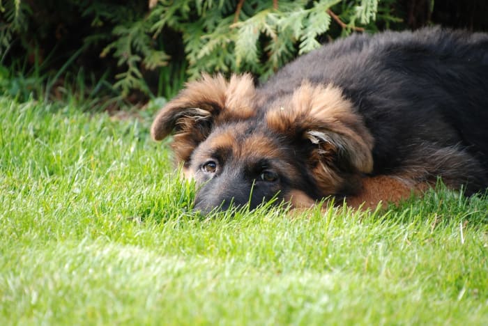 raw-food-diet-for-german-shepherd-dogs