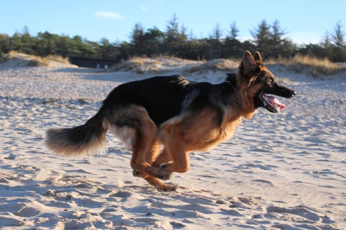 raw-food-diet-for-german-shepherd-dogs