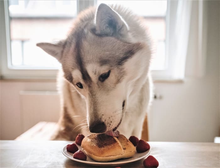 Countertops and other surfaces can become places where dogs follow these impulses unless the necessary precautions are taken.