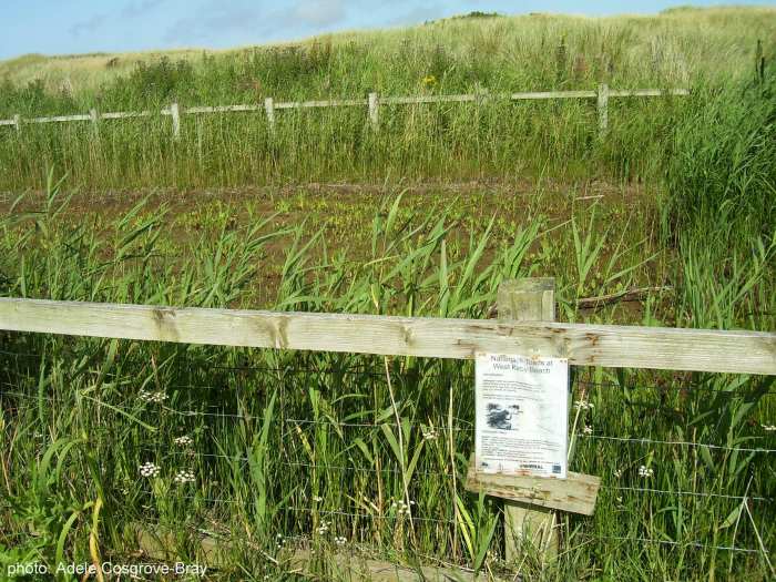 One of the last places in Britain where natterjack toads still live offers a fenced-off sanctuary for them. The toads are free to roam as they please, and while I've seen them elsewhere in the marshes, I've never once seen any in this enclosure.