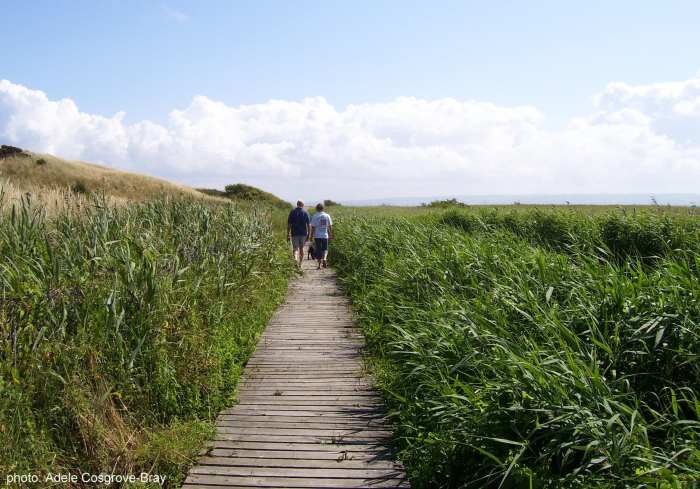 Sand lizards often bask on the sun-bleached boardwalk. Walkers need to mind where they're putting their feet!
