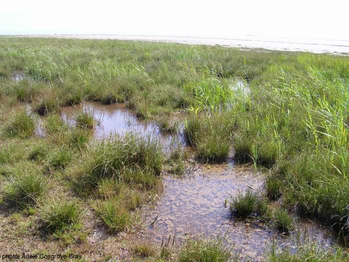 Running parallel to the boardwalk is another route, which crosses the dryer edge of the marsh alongside the beach.