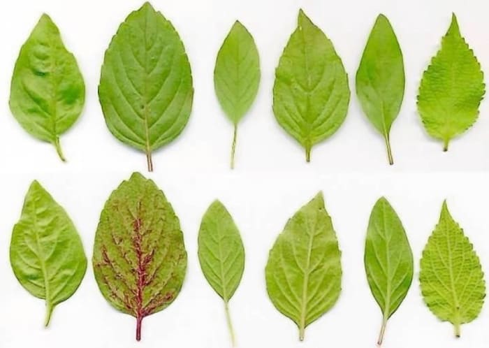 Leaves of several different basil varieties: From left to right Mediterranean (sweet) basil, African Blue, lemon basil (O. americanum), spice basil, Thai basil, and tree basil (O. gratissimum), upper and lower sides.