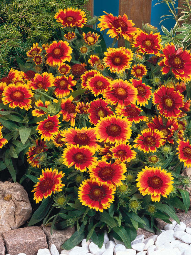 This plant blooms approx 100 and more flowers at one time. It requires less watering and is available in 4 to 5 colors.