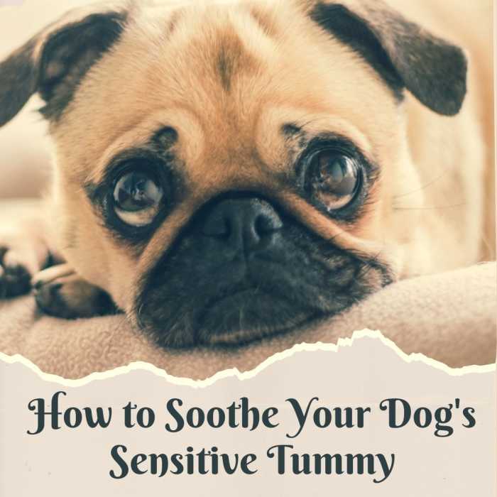 Ways to Soothe a Dog's Sensitive Stomach PetHelpful