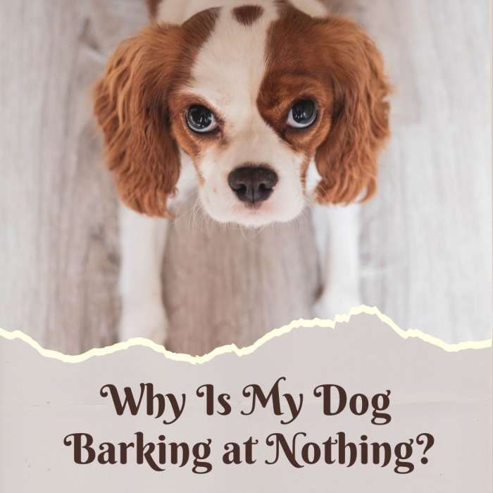 Why Do Dogs Bark at Nothing? PetHelpful