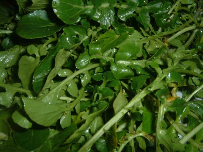 Watercress is a water-loving plant and encourages the body to urinate. The plant is tasty in salads, sandwiches, and soups.