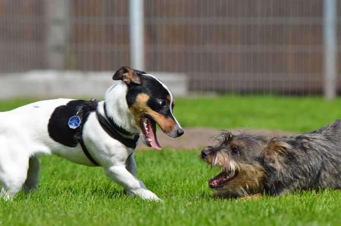 When a dog is in season, she may become extra playful with male dogs