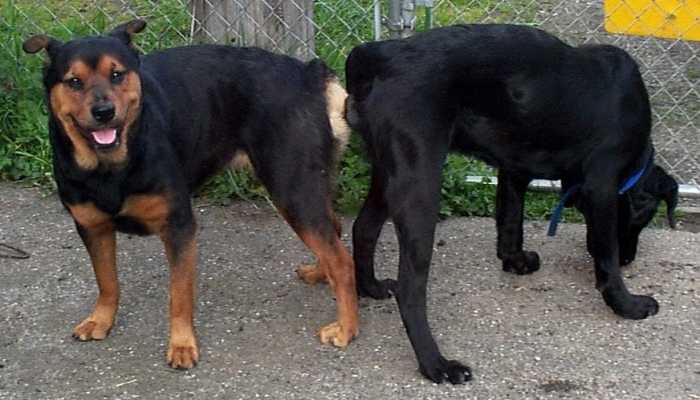 Dogs 'tie' when they mate. If this happens to your dog when she is in season, it is very possible she will become pregnant.