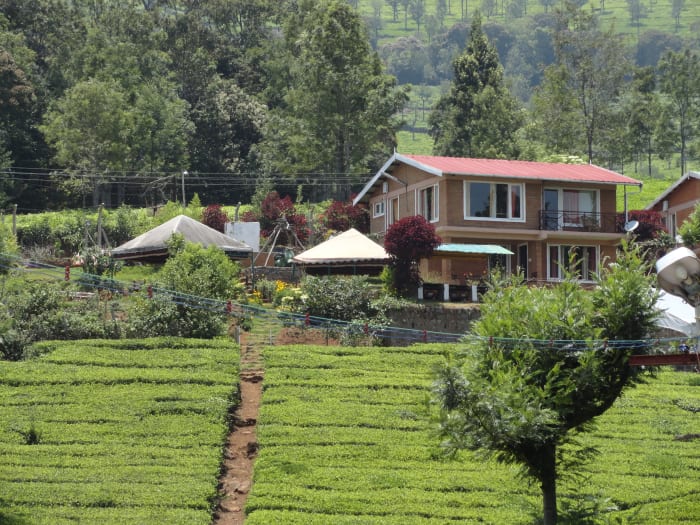Tea plantations, Ooty