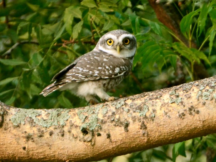 Spotted Owlet at TNAU gardens