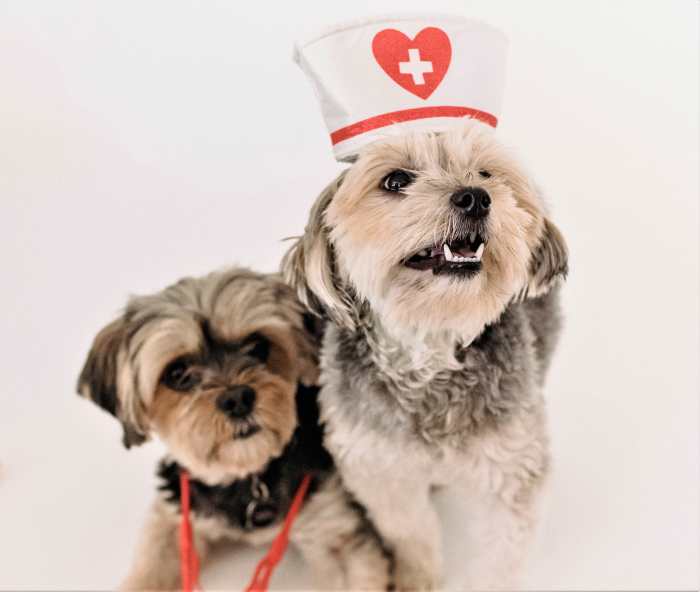 Studying the way the condition evolves in canines has helped scientists understand how to treat it in humans.