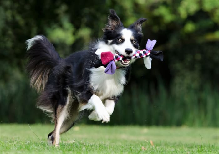 It is essential to keep the dog occupied with behavioral training sessions, or agility training.