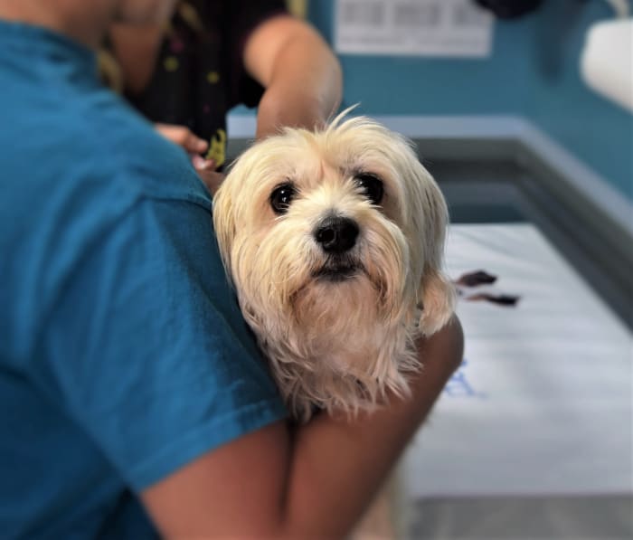 Tracking and maintaining an updated record of the dog's behavior going forward will also be beneficial in veterinary consultations and medical examinations.