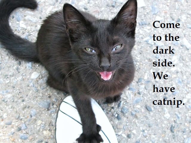 Dark Cat. Source: http://pixabay.com/en/cat-kitty-kitten-little-young-263438/