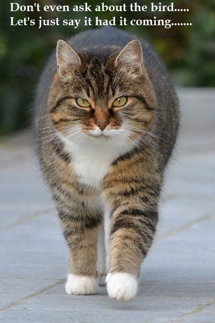 Cat ate the canary. Source: http://pixabay.com/en/cat-animal-puss-pet-238394/