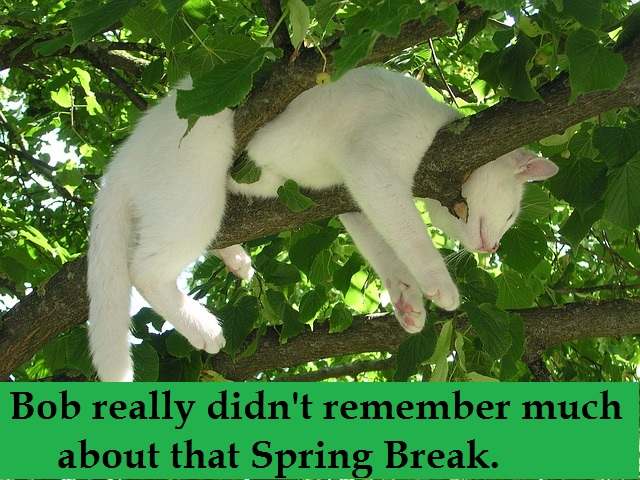 Cats are party animals. Source: http://pixabay.com/en/cat-relax-relaxation-rest-nature-212704/