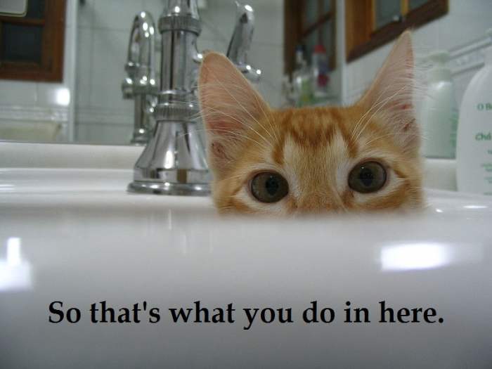 Cats watch us. Source: http://commons.wikimedia.org/wiki/File:Gato_domestico_filhote.jpg