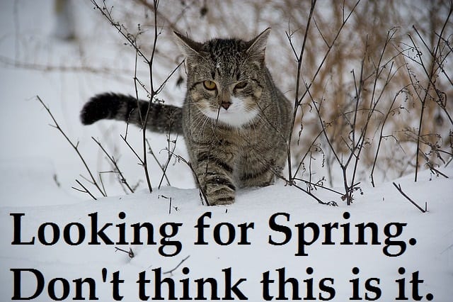Cat wants warm weather meme. Source: http://pixabay.com/en/cat-animal-snow-188088/