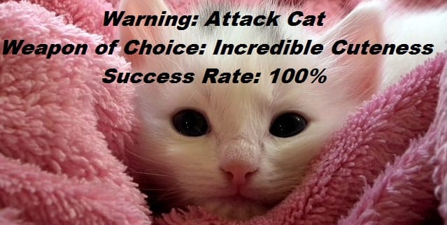 Attack cat meme http://pixabay.com/en/kitten-cat-fluffy-cat-cute-animals-227009/