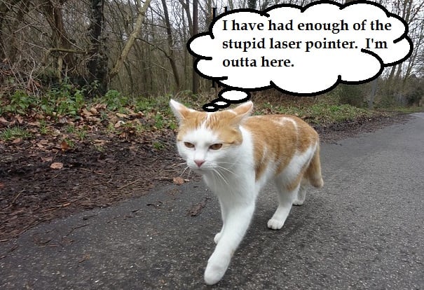 Cat tired of not catching the laser pointer. Source: http://pixabay.com/en/cat-animal-run-domestic-cat-out-256171/