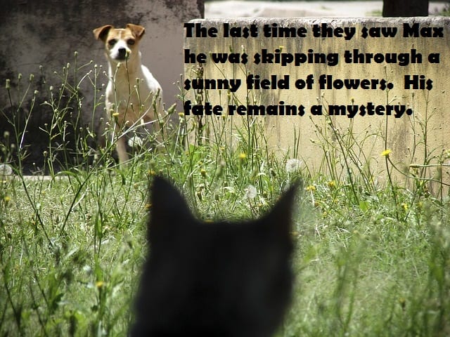 Sinister cat meme. Source: http://pixabay.com/en/dog-cat-fear-picardy-188177/