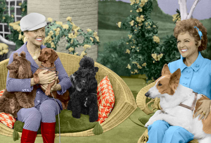 Doris Day with Tiger, Bubbles, Schatzi, and Muffy and Betty White with Daisy June